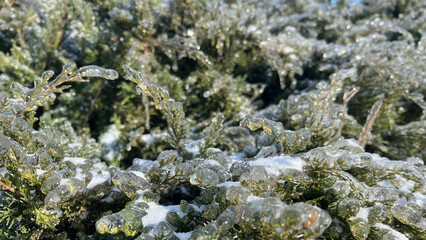 Spruce trees covered with ice in winter forming a frozen forest background with frosted branches and detailed ice crystals highlighting cold seasonal nature textures
