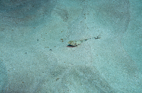 Variegated lizardfish in Ningaloo Coral Reef, Western Australia, Australia