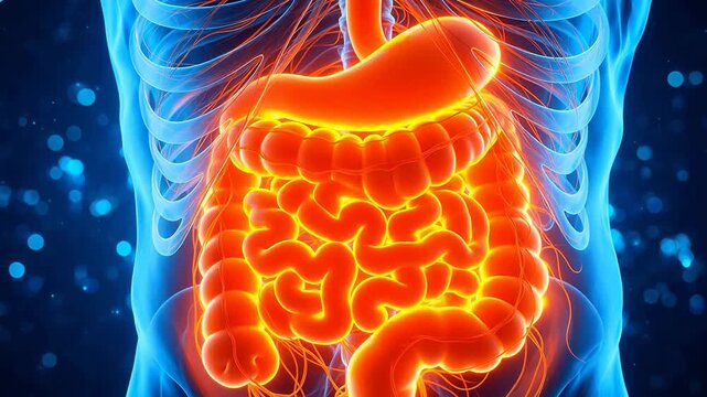 Human digestive system anatomy