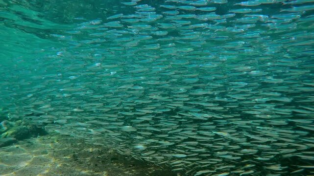 Panoramic view of shallow water covered by solid, dark carpet of migrating silverside fish Atherina shoal forms perfectly straight, tight line as it travels along beach for spawning season