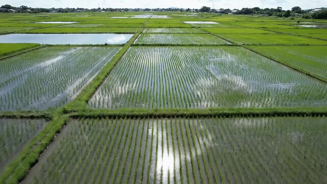 Aerial view of flooded green rice paddies with parallel rows and reflections
