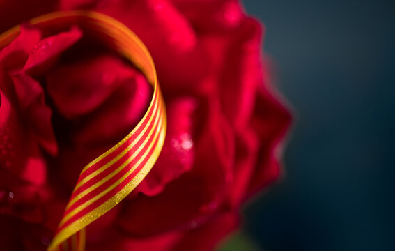 Red rose flower and a flag of Catalonia, Sant Jordi border art design over deep blue background, Catalan tradition. Gift. Saint George Day, Spain 