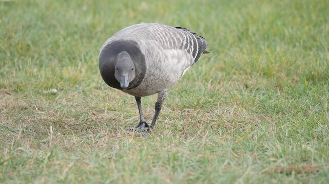 genus Branta