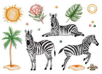 Obraz premium Watercolor Zebra Safari Set with Tropical Elements. Collection featuring with tropical palm tree monstera leaf protea flower sun rocks and decorative elements ideal for jungle themed designs.