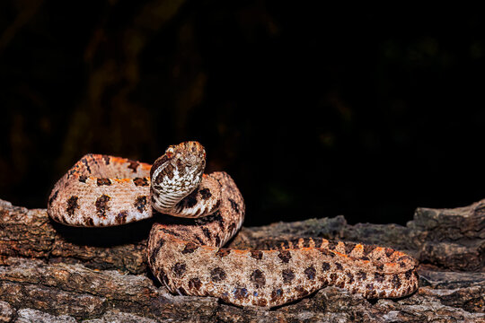 Western Pygmy Rattlesnake