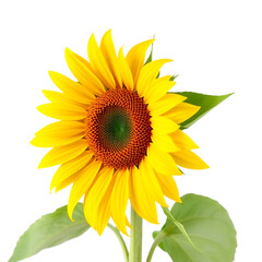Naklejka premium sunflower isolated on white background