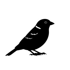Obraz premium sparrow bird silhouette vector on white background 