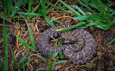 Obraz premium Western Massasauga Rattlesnake