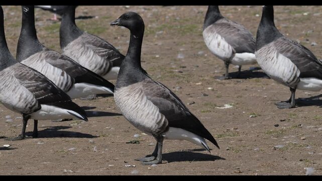 atlantic brant 3