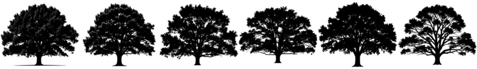 Fototapeta premium A set of different trees with varying shapes and sizes, cypress tree, illustration, line, row, tree, against transparent background