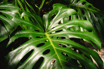 Close-Up Monstera Deliciosa Leaf With Natural Light Showing Tropical Split Leaves And Foliage Texture