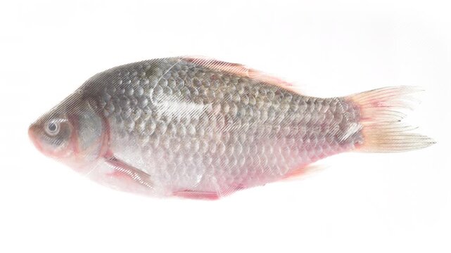 Packing and Freezing Fresh Fish. Whole fish with scales are packed in a vacuum apparatus and subjected to rapid cooling with an ice jet, creating the effect of white steam on a white background