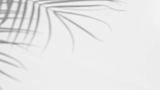 Tropical palm leaf shadow moving on white patterned background. Soft natural light gray shadow overlay with copy space

