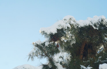 A snowy fir tree with a nut on its branch