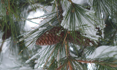 Its nuts on the snowy fir branch