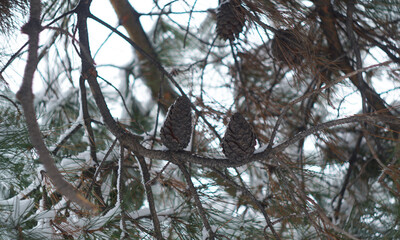 Its nuts on the snowy fir branch