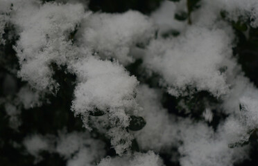 Snow covering the boxwood plants