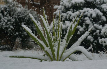 Snow covers the yucca flower