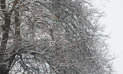 Snow-covered apricot tree