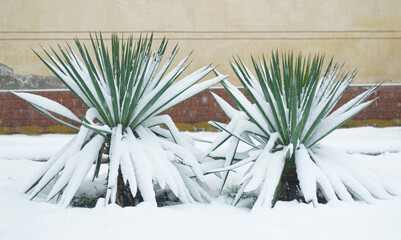 Snow-covered Yucca gloriosa flower