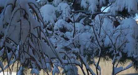 The densely packed tree branches are covered with snow.