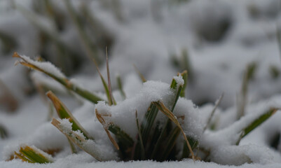 The grass is covered with snow