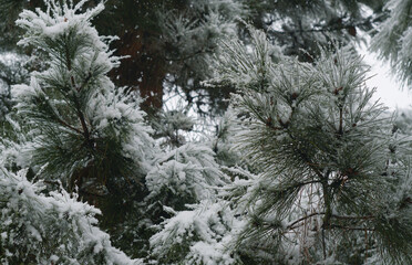 The snow on the fir branches shines like crystals