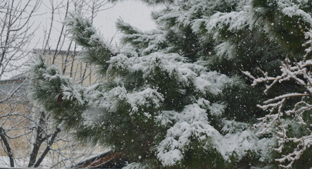 The snow on the fir branches shines like crystals