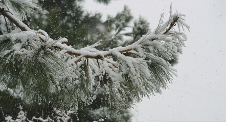 The snow on the fir branches shines like crystals