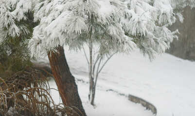 The spruce branches are covered with thick snow
