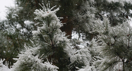 The snow on the fir branches shines like crystals