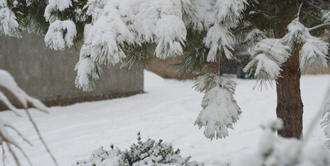 Thick Snow bent the fir branches