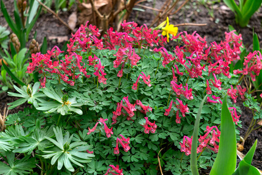Flowers of Corydalis densum in a flowerbed in early spring.