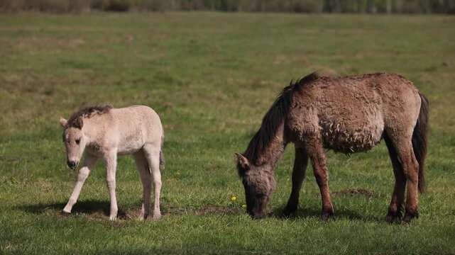 English: 4K Wide Shot: Two rare Tarpan-like horse foals (Konik) grazing on a spring meadow in Naliboki Forest, Belarus. Stable tripod shot.