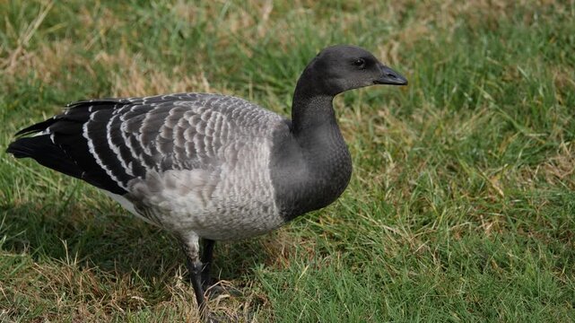 Atlantic brant 4