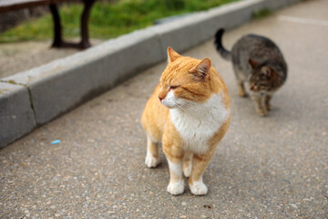 Two stray cats on pavement, ginger and tabby domestic felines standing outdoors near curb, urban animal scene in natural daylight © Дмитрий Швец