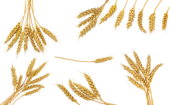 Wheat ears isolated on a white background. Selective focus.