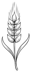 Obraz premium Line art illustration of wheat spike, grain plant with leaves