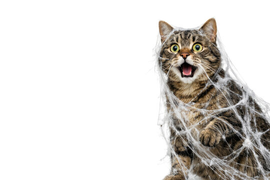 The surprised cat is entangled in a web on a white background. Space for text.