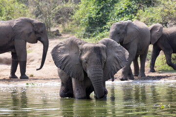 A group of elephant families go to the water's edge for a drink - African elephants standing near lake in Etosha National Park, Namibia © xamnex