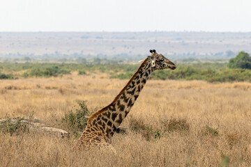Obraz premium Masai Giraffe laying down and resting in Amboseli National Park in East Africa Kenya KEN