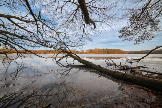 Frozen Liepnitzsee Lake with Fallen Tree and Reflections, Germany