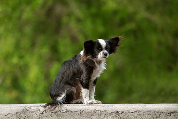 Senior Chihuahua Dog Sitting Outdoors on Green Natural Background