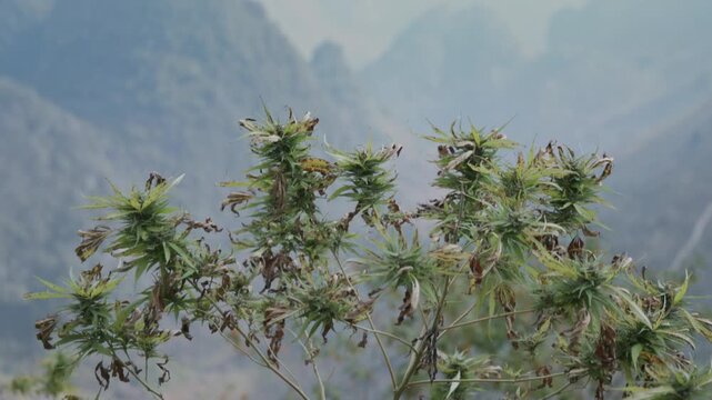 A close-up shot of a cannabis plant growing in the mountains of Ha Giang, Vietnam. The plant is a reminder of the country's rich history with cannabis.