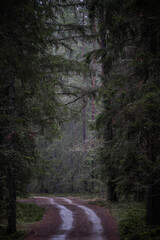 Obraz premium Forest Road through Dense Green Woodland