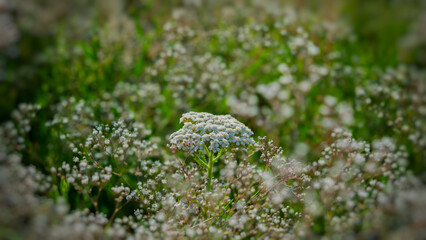 White Yarrow Flowers (Achillea Millefolium) Blooming Among Wildflowers in a Summer Meadow.