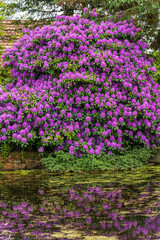 Obraz premium Large blooming rhododendron with vivid purple flowers growing beside quiet pond. Bright blossoms mirrored in still water. Serene spring landscape, natural floral background.