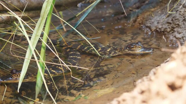 Baby gator, alligator