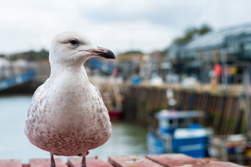 Fototapeta premium Juvenile herring gull, seagull, standing on a wooden pallet in Whitstable harbour, Kent, UK