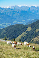 Naklejka premium Grazing Cows on Sunny Mountain Slope with Scenic Valley Panorama in Austria